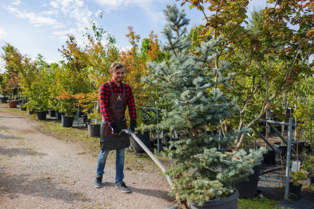 The Steps Involved in Our Tree Care Process in Parksdale, CA